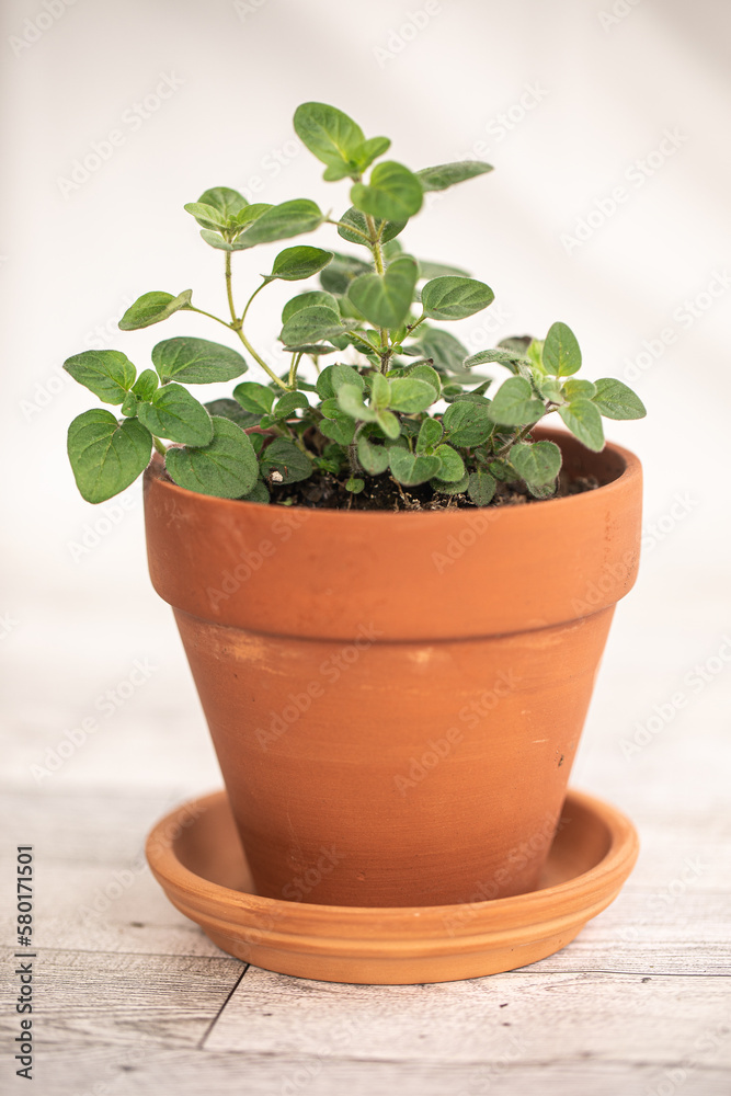 Oregano plant in terracotta center in vertical orientation , in front of a white background, on a white hardwood floor