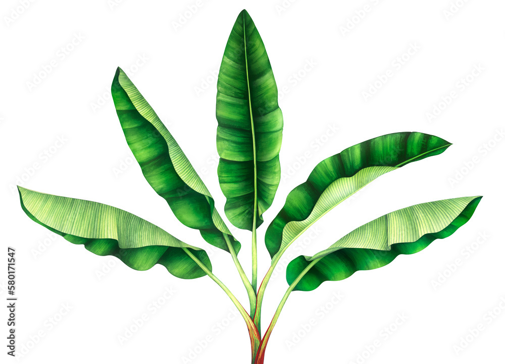 Tropical banana tree isolated on transparent background, PNG. Hand ...