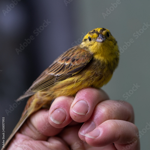 Yellowhammer red listed wild bird. Hand held. © Robert L Parker