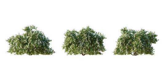 Philadelphus bush(mock orange) shrub isolated png on a transparent background premium cutout