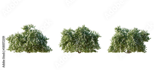 Philadelphus bush(mock orange) shrub isolated png on a transparent background premium cutout