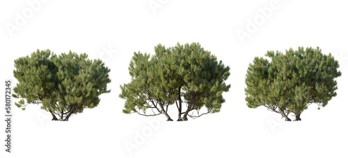 Fotografia, Obraz Set of Pinus mugo Mughus bush shrub isolated png on a transparent background per