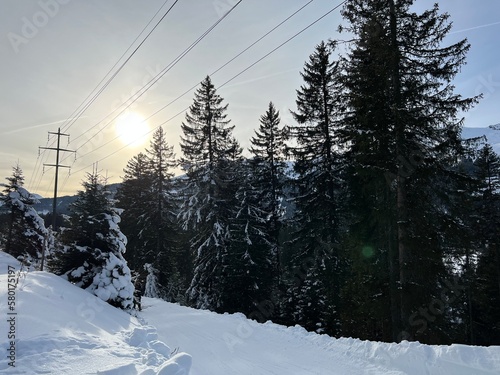 Winter atmosphere on the toboggan run Scharmoin-Canols (Schlittelweg Scharmoin-Canols in der Lenzerheide) in a picturesque Swiss alpine winter resort Lenzerheide - Canton of Grisons, Switzerland