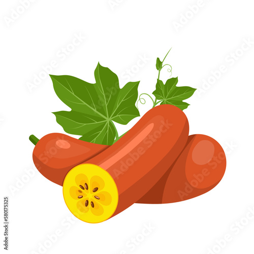Vector illustration, cassabanana or casbanan, also called sikana, puttigel and musk cucumber, scientific name Sicana odorifera, isolated on white background. photo