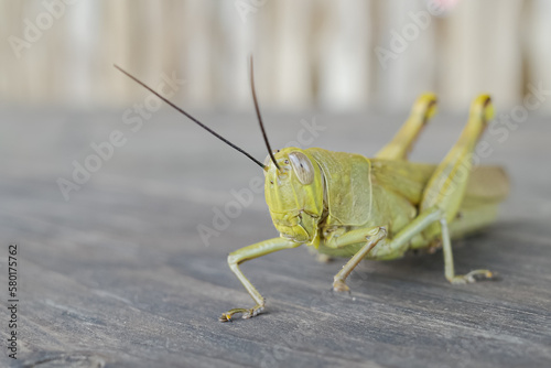 the shape of a grasshopper