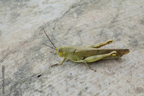 the shape of a grasshopper © harto