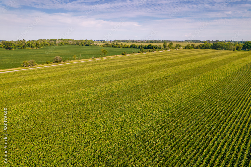Geometrical aerial top view of a green corn field. Flying view of green corn seedlings. Corn tops in pattern. Agricultural landscape. Geometrical aerial top view of a green corn field. Flying view of green corn seedlings. Corn tops in pattern. Agricultural landscape.