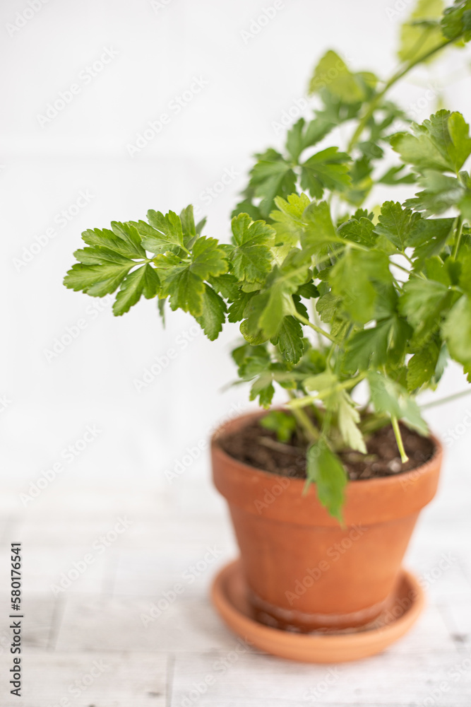 Italian Parsley, Flat Leaf Parsley in a terracotta pot set to the right, isolated on a white soft focus, background Italian Parsley, Flat Leaf Parsley in a terracotta pot set to the right, isolated on a white soft focus, background