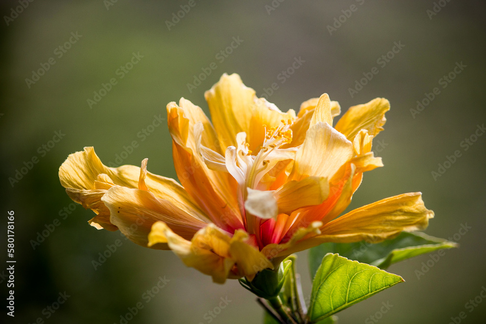 Hibiscus Flower yellow on green background Hibiscus Flower yellow on green background