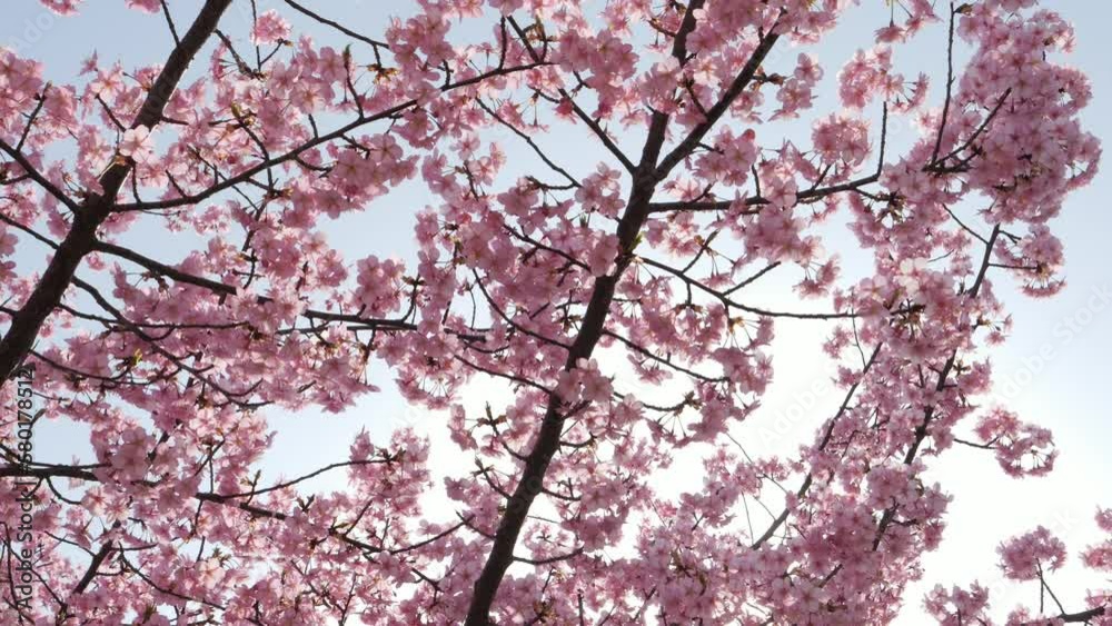 Slow motion of beautiful swaying cherry blossoms on a sunny spring day Slow motion of beautiful swaying cherry blossoms on a sunny spring day