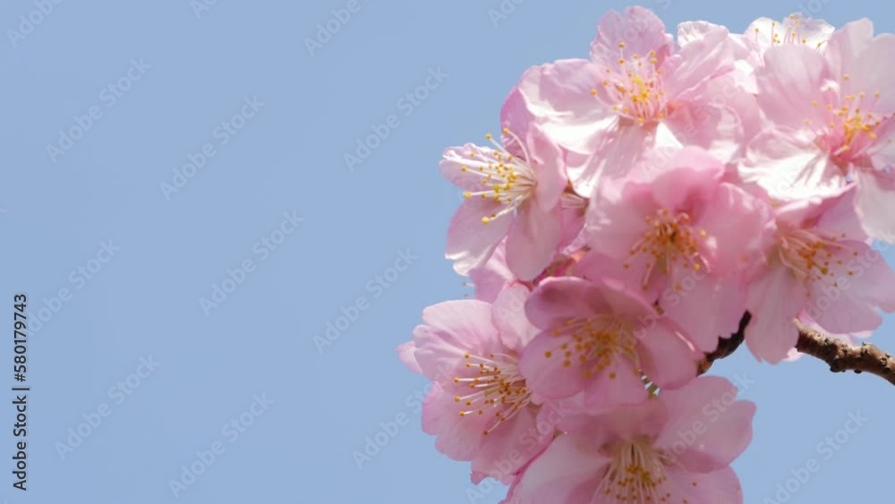 Slow motion of beautiful swaying cherry blossoms on a sunny spring day Slow motion of beautiful swaying cherry blossoms on a sunny spring day