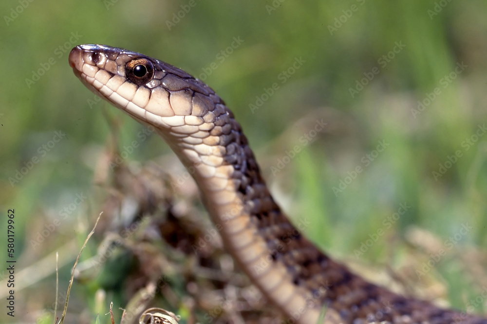 Close up of Harmless Australian Keelback Snake Close up of Harmless Australian Keelback Snake