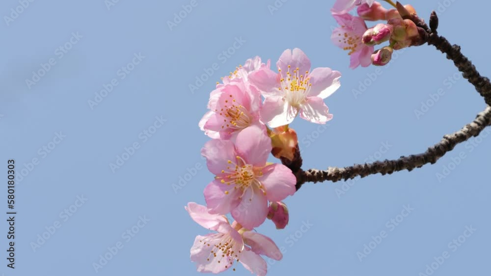 Slow motion of beautiful swaying cherry blossoms on a sunny spring day Slow motion of beautiful swaying cherry blossoms on a sunny spring day