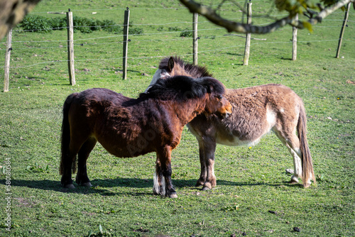 Two ponies grooming each other in a field