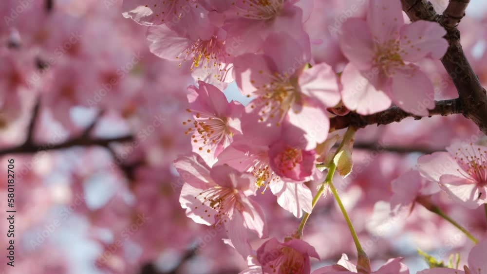 Slow motion of beautiful swaying cherry blossoms on a sunny spring day Slow motion of beautiful swaying cherry blossoms on a sunny spring day