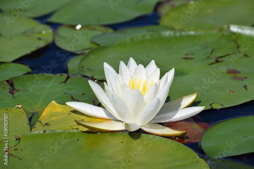 Lily and lotus flower in water 