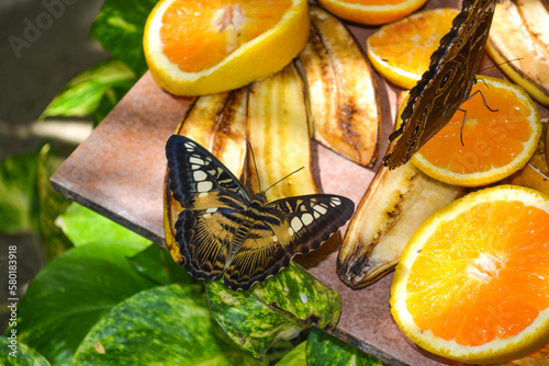 Caligo atreus, the yellow-edged giant owl butterflies feeding on rotten oranges and bananas. Side view. Space for copy.