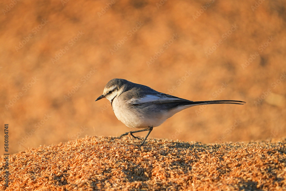 Obraz premium ハクセキレイ