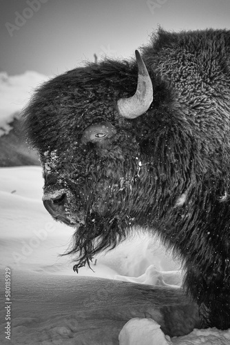 Amriocan Bison Buffalo Yellowstone national Park