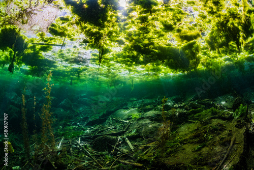 Forest of seaweed