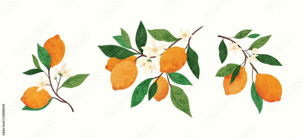 branch of lemon tree branch of lemon tree