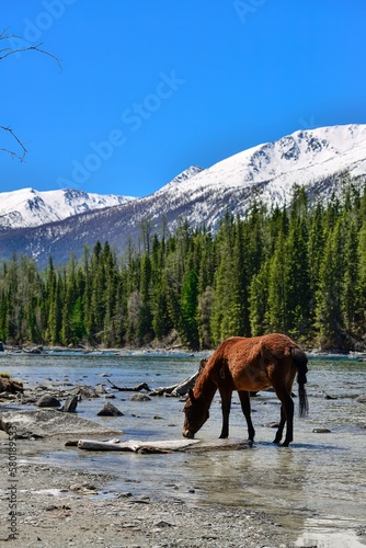 Horses roam freely in the stream of Kanas Lake.