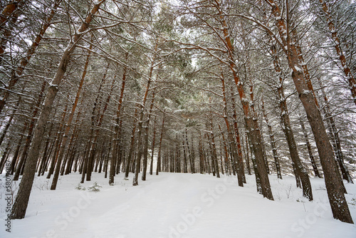 A quiet road leads into group of pine trees © Steve