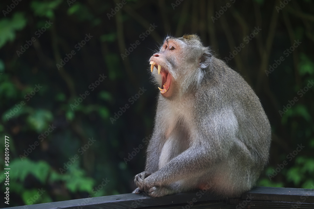 monkey in the wild macaque asia jungle park monkey in the wild macaque asia jungle park