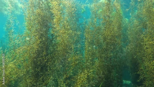 Forest of Seaweed