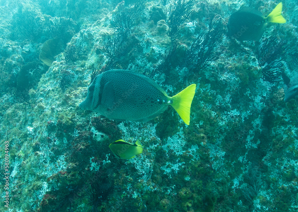 Yellowtail Surgeonfish