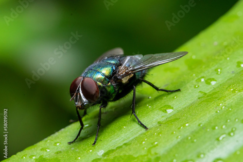 fly on green leaf in close up