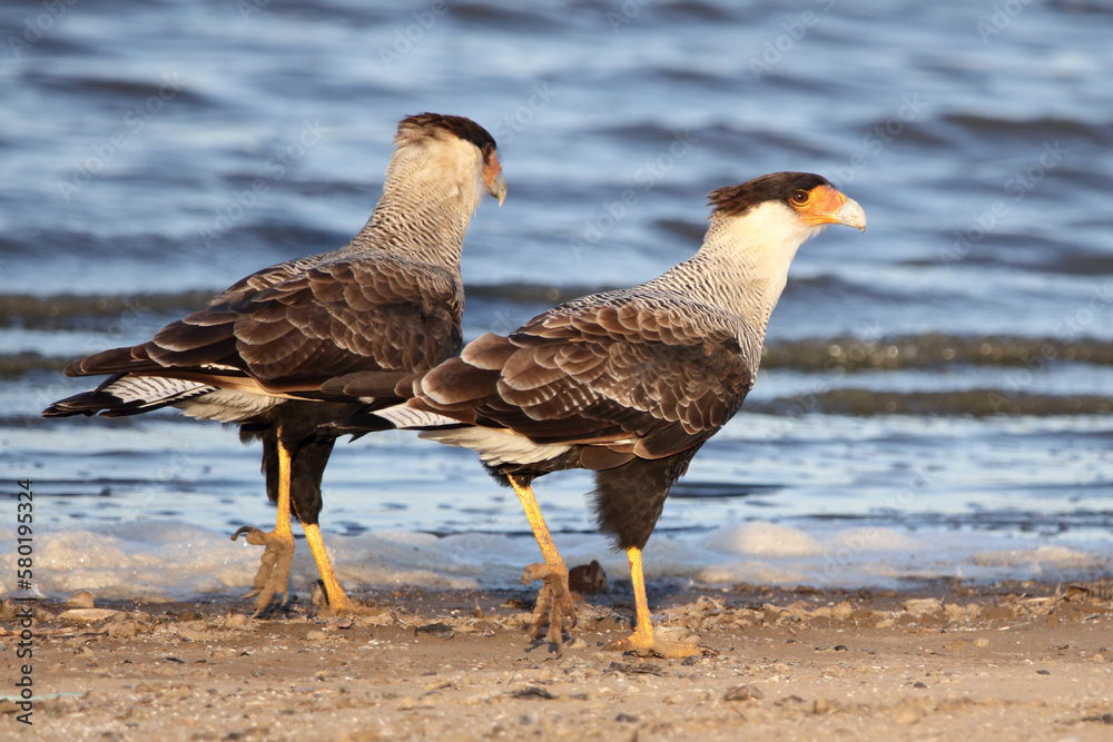 Aves rapaces caminando Aves rapaces caminando