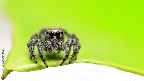 jump spider on leaf in close up