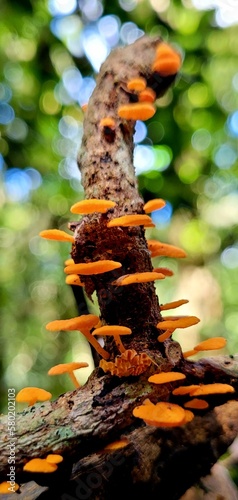 mushroom, orange