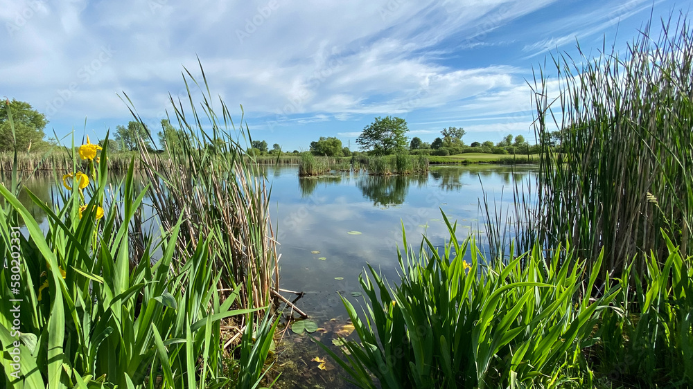 Fototapeta premium golf course pond reflections during sunny cloudy day