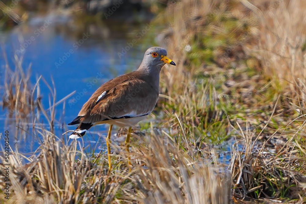 Fototapeta premium ケリ