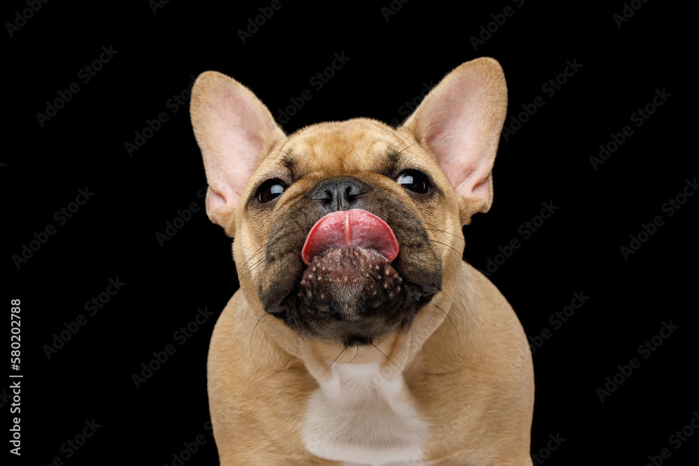 Funny portrait of French bulldog licking his nose on isolated black background, front view