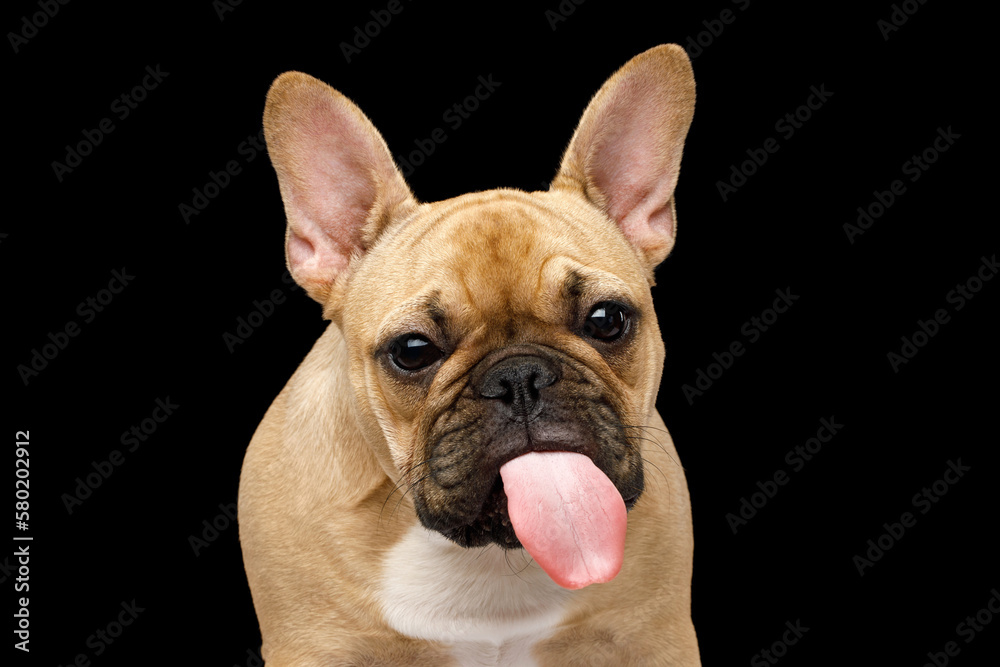 Funny portrait of a French bulldog showing his tongue on isolated black background, front view