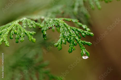 濡れたヒノキの葉