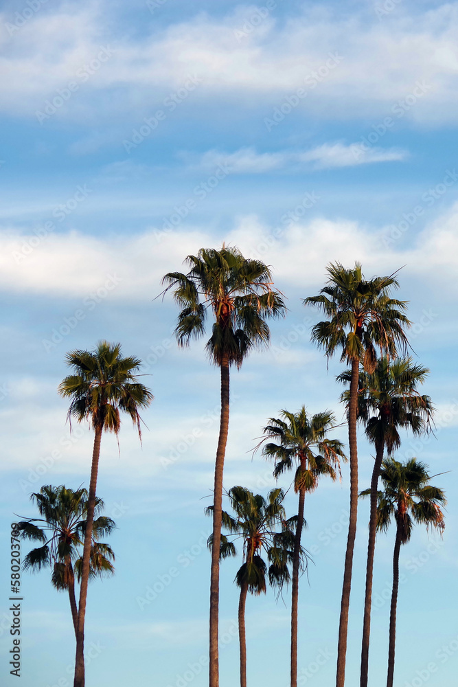 Tall California Fan Palm Trees and Winter Sky
