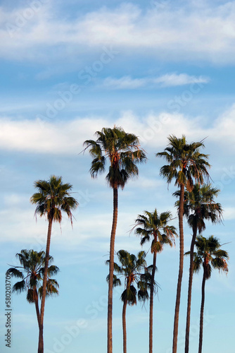 Tall California Fan Palm Trees and Winter Sky © Jack