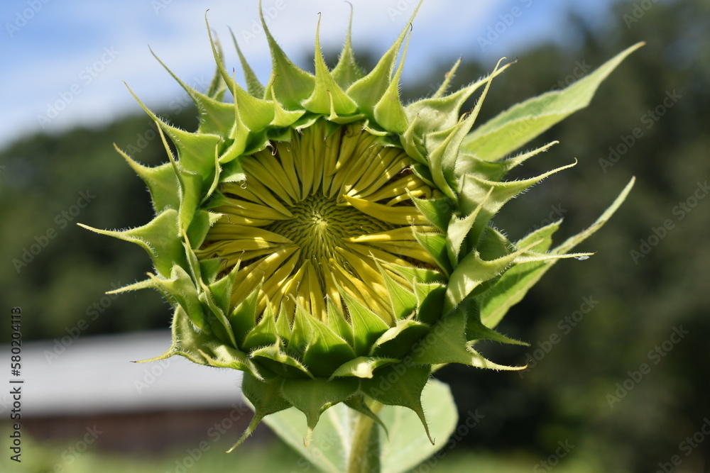 Opening sunflower