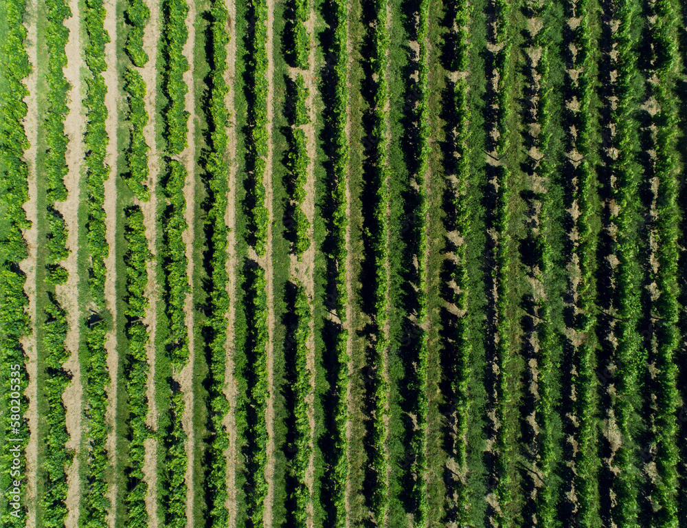 Aerial view of a vineyard Aerial view of a vineyard