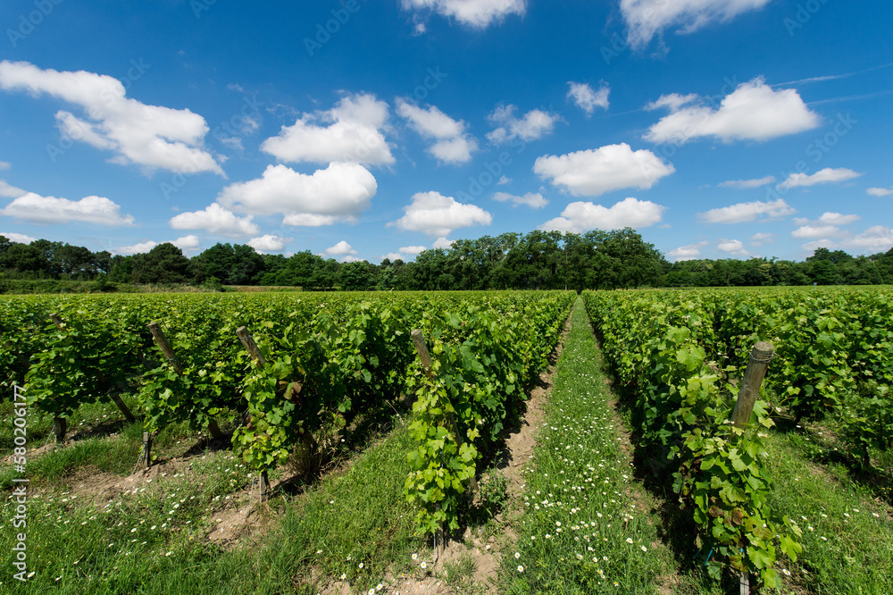 A vineyard with blue sky and clouds