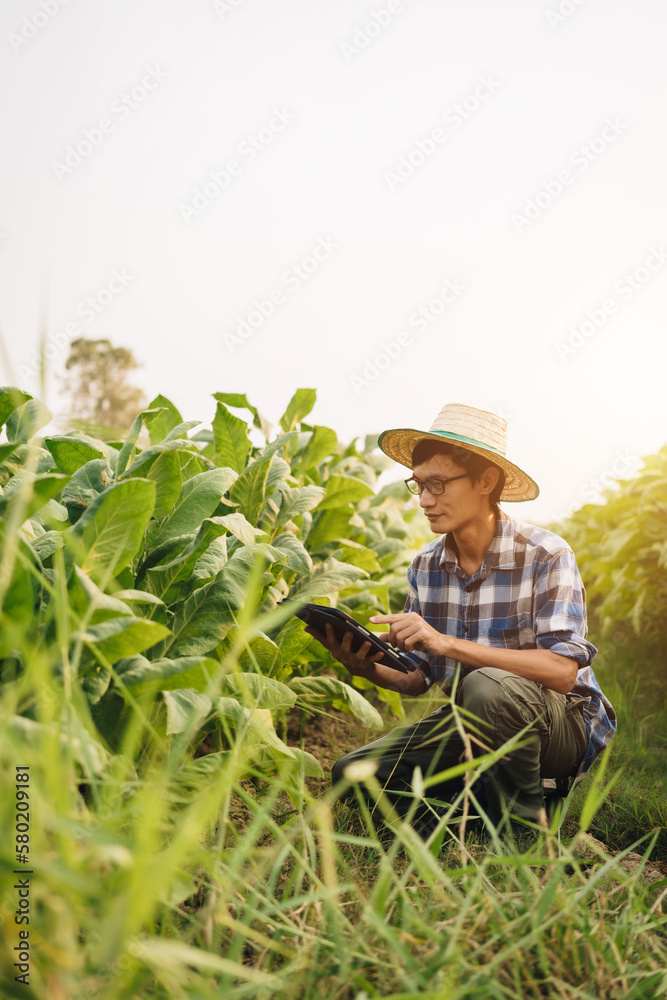 Cropped view of Asian farmer working in tobacco field checking quality of tobacco leaves, counting age before harvest and inspect the quality in the farm, Agriculture concept. Cropped view of Asian farmer working in tobacco field checking quality of tobacco leaves, counting age before harvest and inspect the quality in the farm, Agriculture concept.