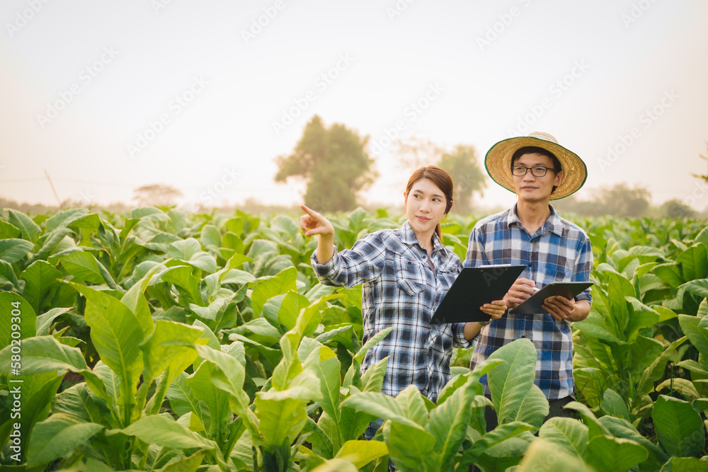 Cropped view of Asian farmer working in tobacco field checking quality of tobacco leaves, counting age before harvest and inspect the quality in the farm, Agriculture concept. Cropped view of Asian farmer working in tobacco field checking quality of tobacco leaves, counting age before harvest and inspect the quality in the farm, Agriculture concept.