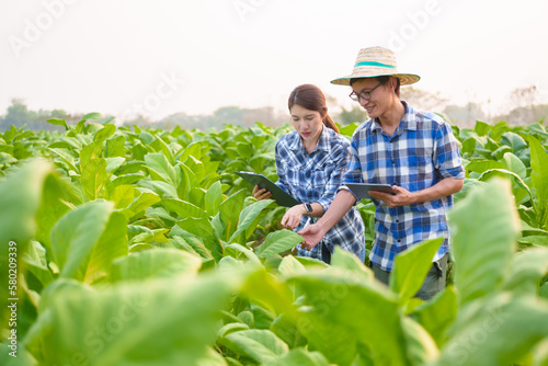 Cropped view of Asian farmer working in tobacco field checking quality of tobacco leaves  counting age before harvest and inspect the quality in the farm  Agriculture concept.