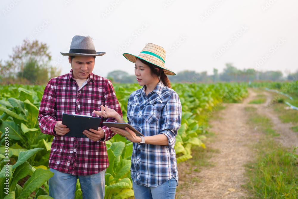 Fototapeta premium Cropped view of Asian farmer working in tobacco field checking quality of tobacco leaves, counting age before harvest and inspect the quality in the farm, Agriculture concept.