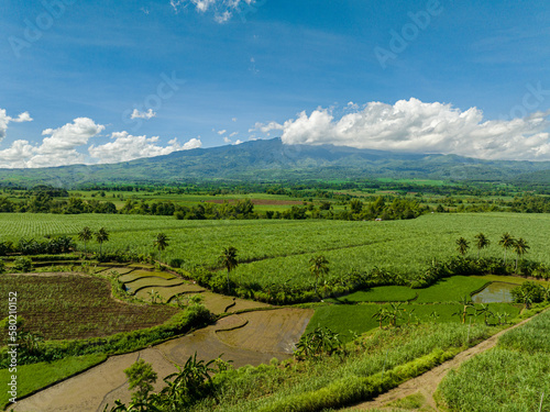 Cultivation of sugar cane in the highlands. Negros, Philippines