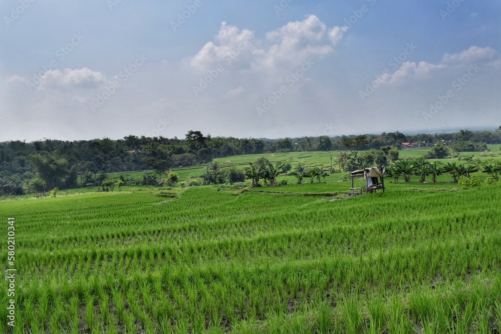Rice fields in Indonesia
